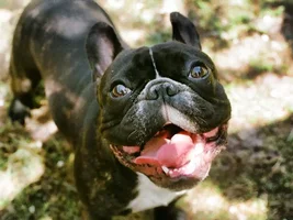 ~ENTER HERE~ March 2019 Frenchie of the Month:  FRENCHIE FACES