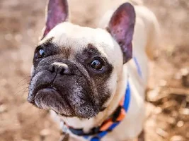 ~Josie~French Bulldog Available for Adoption in Texas