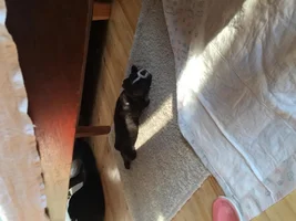 My first french bulldog :)