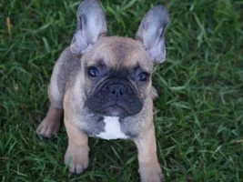Our new baby Glitch is headed for the conformation ring