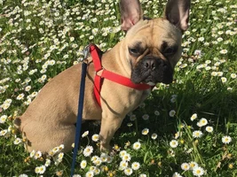 Fawns and Creams!! Post pics of your fawn or cream Frenchie!!