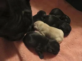 New Babies