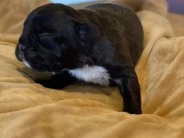 Soon to be owner, puppy development question