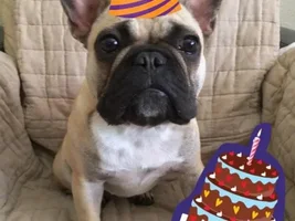 Baby Bisou isn't a baby anymore...
