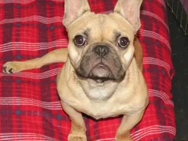 ~Nicholas~French Bulldog Available for Adoption in Illinois