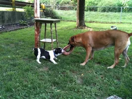 Jedi and his big sister Kali.