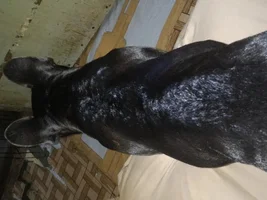 Bumps all over his back and neck!