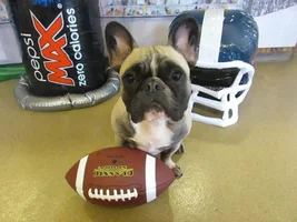 VOTE NOW!  February Frenchie-Tines