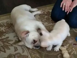 We got Henri today :)