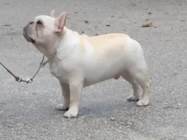 Anyone Have Pictures Of Your Frenchie's Parents???