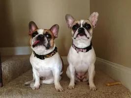 June 2014 Frenchie of the Month Contest! ~ENTER HERE~