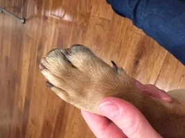 Broken Dew Claw
