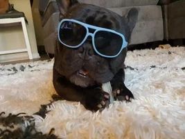 4 PAW MEMBERS!!!  Please VOTE for your favorite FRENCHIE-TUDES!