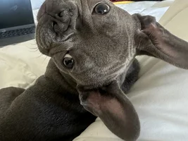 Hey frenchie friends! Joining this club because I recently picked up my son, Zoro, who’s a 4 month old blue frenchie!