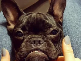 4 PAW MEMBERS!!!  Please vote for your favorite Happy Frenchies!