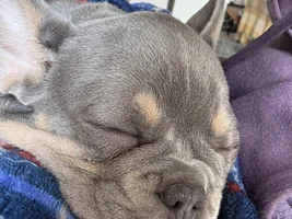 Our French bulldog puppy has a flail chest