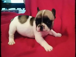 5.5 weeks old! Home in 19 days!