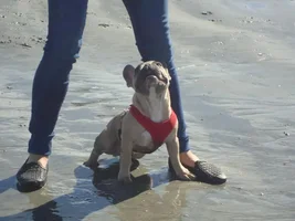 Frenchie Meet up group event this weekend Dec 1st