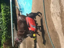 Swimming