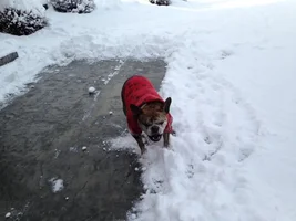 Buster Loves To Help Shovel Snow!