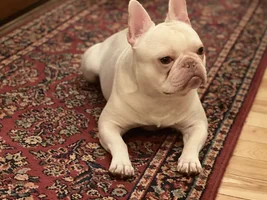 ENTER HERE!!  April 2021 Frenchie of the Month Contest "My Favorite Picture"