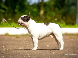 Muffin - sweet bulldog from Russia :)