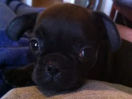 November 2013 Frenchie of the Month Contest ~ENTER HERE~