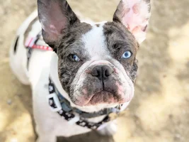 Deaf Frenchie