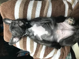 4 month old French Bulldog- show me your pictures!!