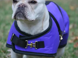 French Bulldog sized coats and fleece snugglers