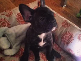 August 2014 Frenchie of the Month Contest ~ENTER HERE~