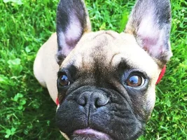 Hello! Carly and Herbert here!