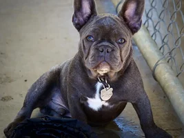 September 2014 Frenchie of the Month Contest ~ENTER HERE~