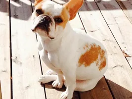 4 PAW MEMBERS!!!!  Please VOTE for your favorite Frenchie TURKEY LEGS!!