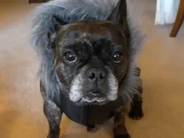 4 PAW MEMBERS!!  Please vote for your favorite Dressed Up Frenchies!