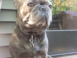 4 PAW MEMBERS!!!  Please VOTE for your favorite FRENCHIE!!!