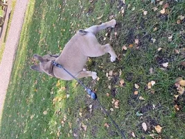 Is my puppy growing to fast! HELP!