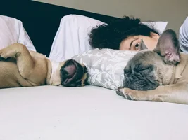 Possibly getting a second Frenchie today