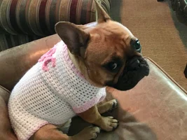 4 PAW MEMBERS!!!!  Please VOTE for your favorite Frenchie TURKEY LEGS!!