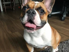 Update on Bo and he says hi