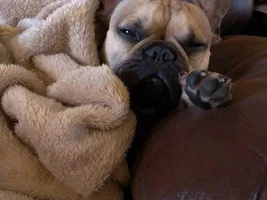 Snug as a bug!