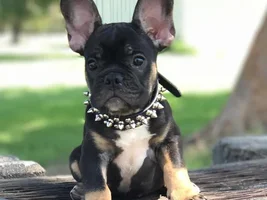 Need help deciding on frenchie
