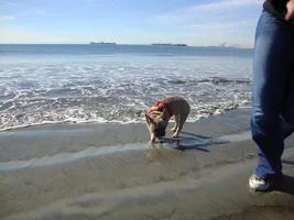 Frenchie Meet up group event this weekend Dec 1st