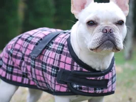 November 2013 Frenchie of the Month Contest ~ENTER HERE~