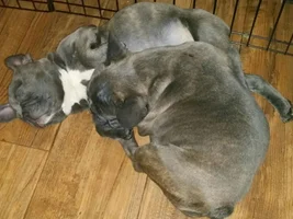 ~ENTER HERE~ August Frenchie of the Month "Sleepy Frenchies"