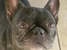 ~Eleanor~French Bulldog Available for Adoption in Texas