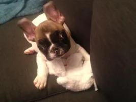 VOTE NOW!! April SMILING FRENCHIES Contest
