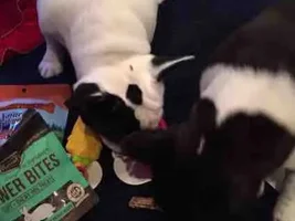 2015 Secret Santa Paws Sharing Thread