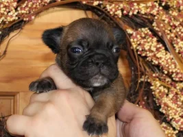 10 week old puppy with thin/coarse, patchy coat