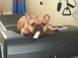 4 Paw Members, Please vote for February Frenchie of the Month!